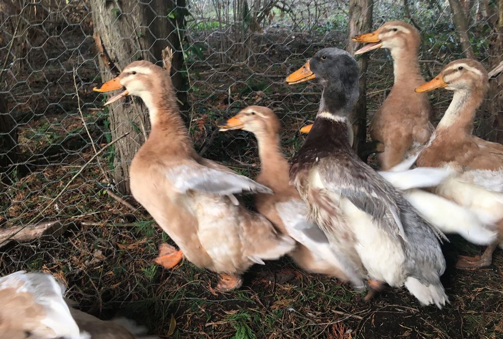 Things I never thought I’d be doing in recovery 101: Duck wrangling